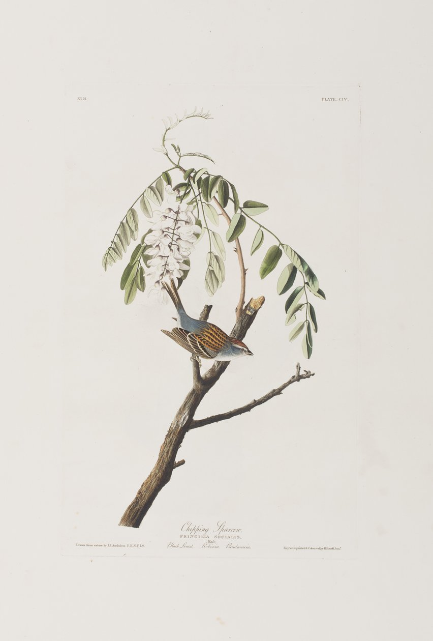 Illustration från "Birds of America" av John James Audubon