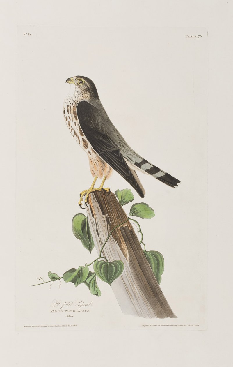 Illustration från "Birds of America" av John James Audubon