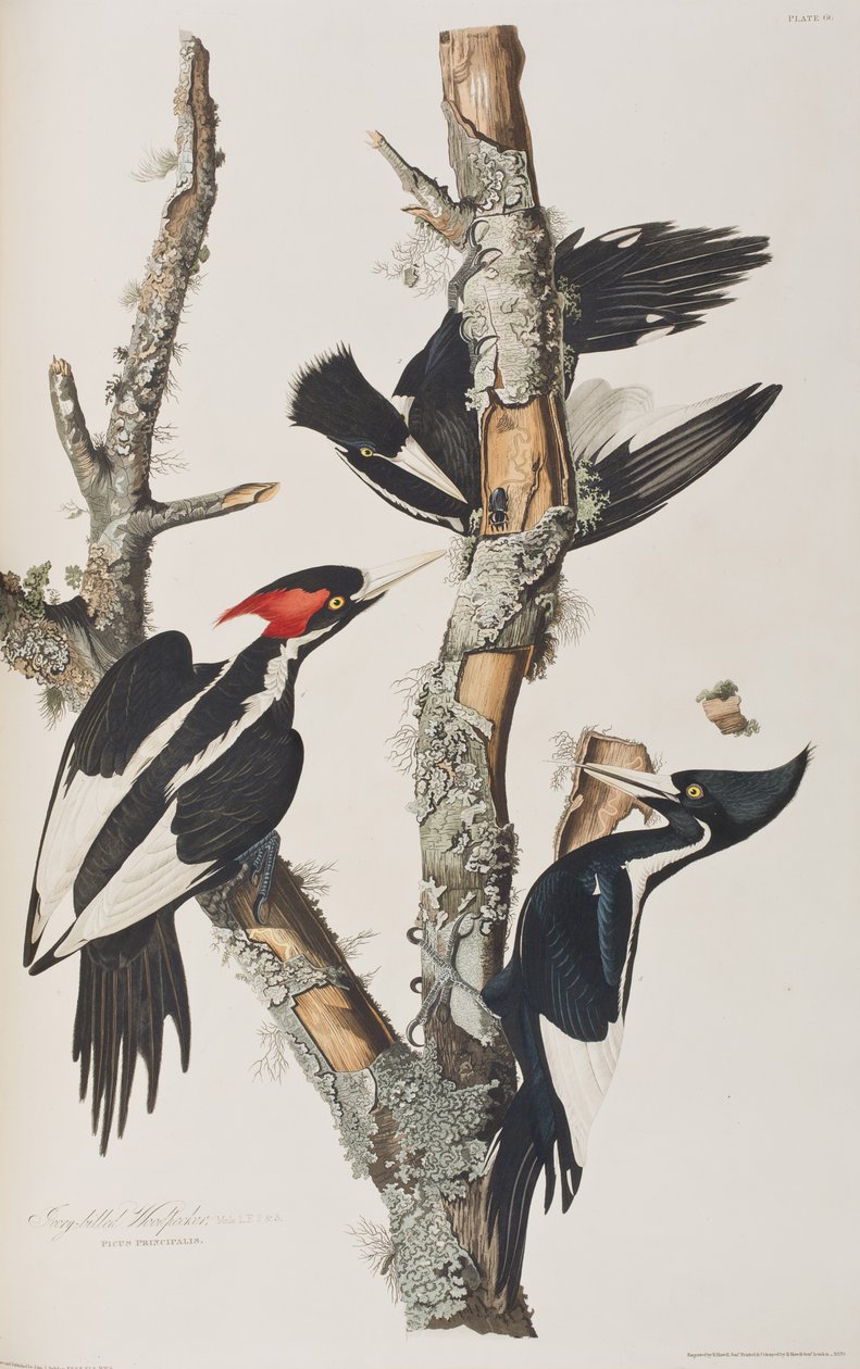 Illustration från "Birds of America" av John James Audubon