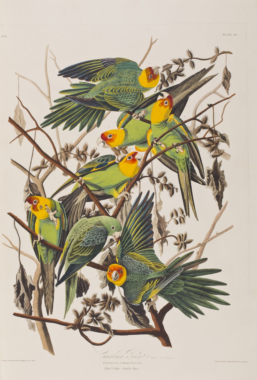 Illustration från "Birds of America" av John James Audubon