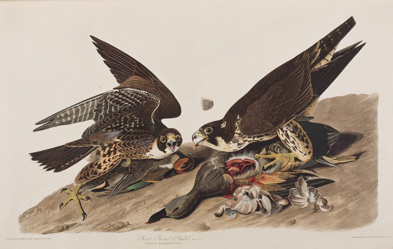 Illustration från "Birds of America" av John James Audubon