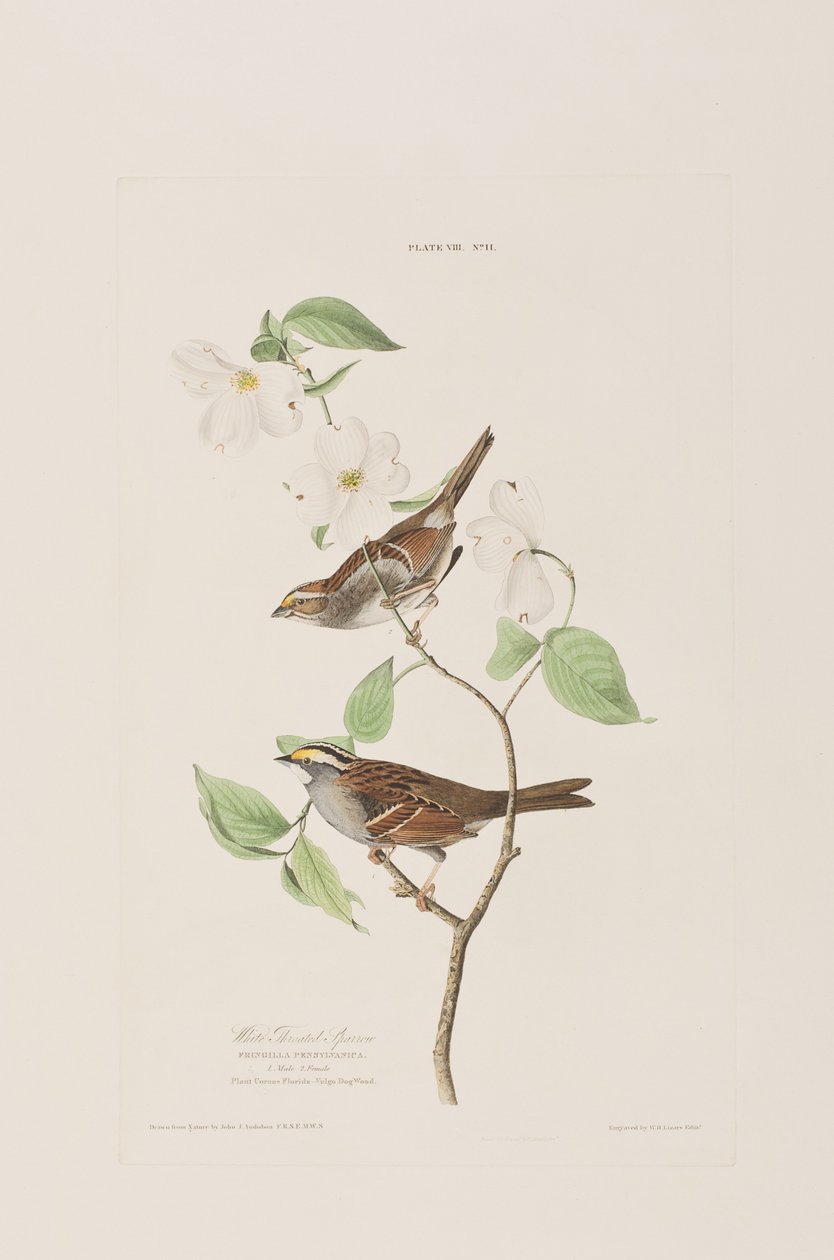 Illustration från "Birds of America" av John James Audubon
