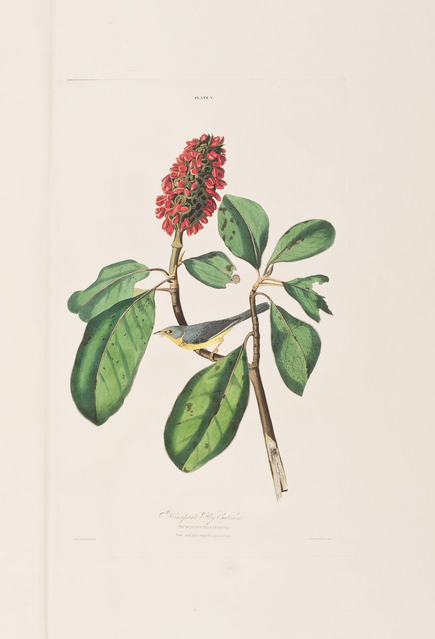 Illustration från "Birds of America" av John James Audubon