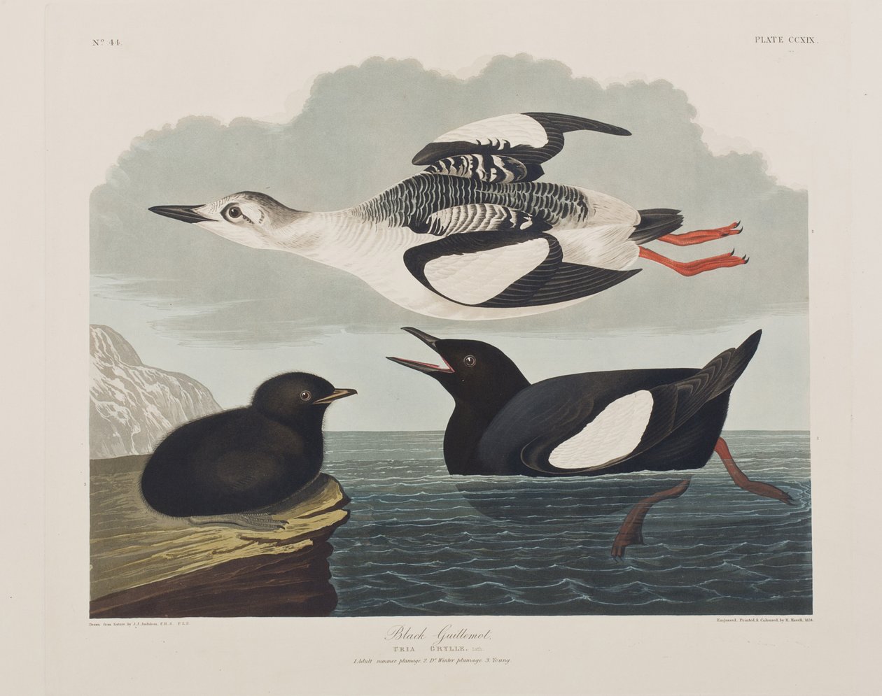Illustration från "Birds of America" av John James Audubon