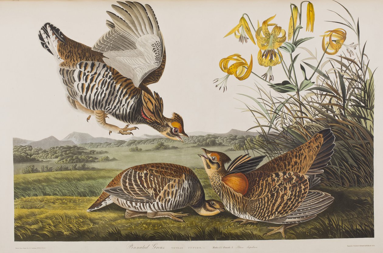 Illustration från "Birds of America" av John James Audubon