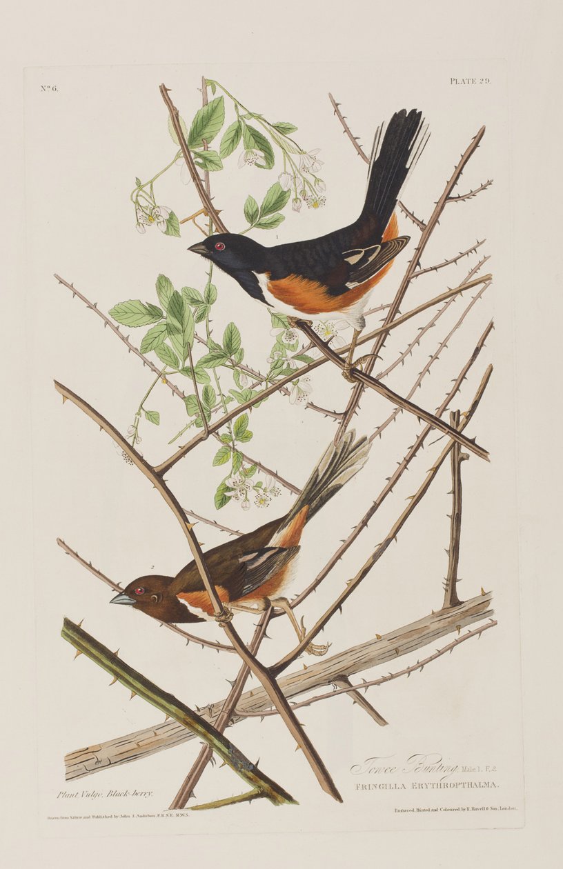 Illustration från "Birds of America" av John James Audubon