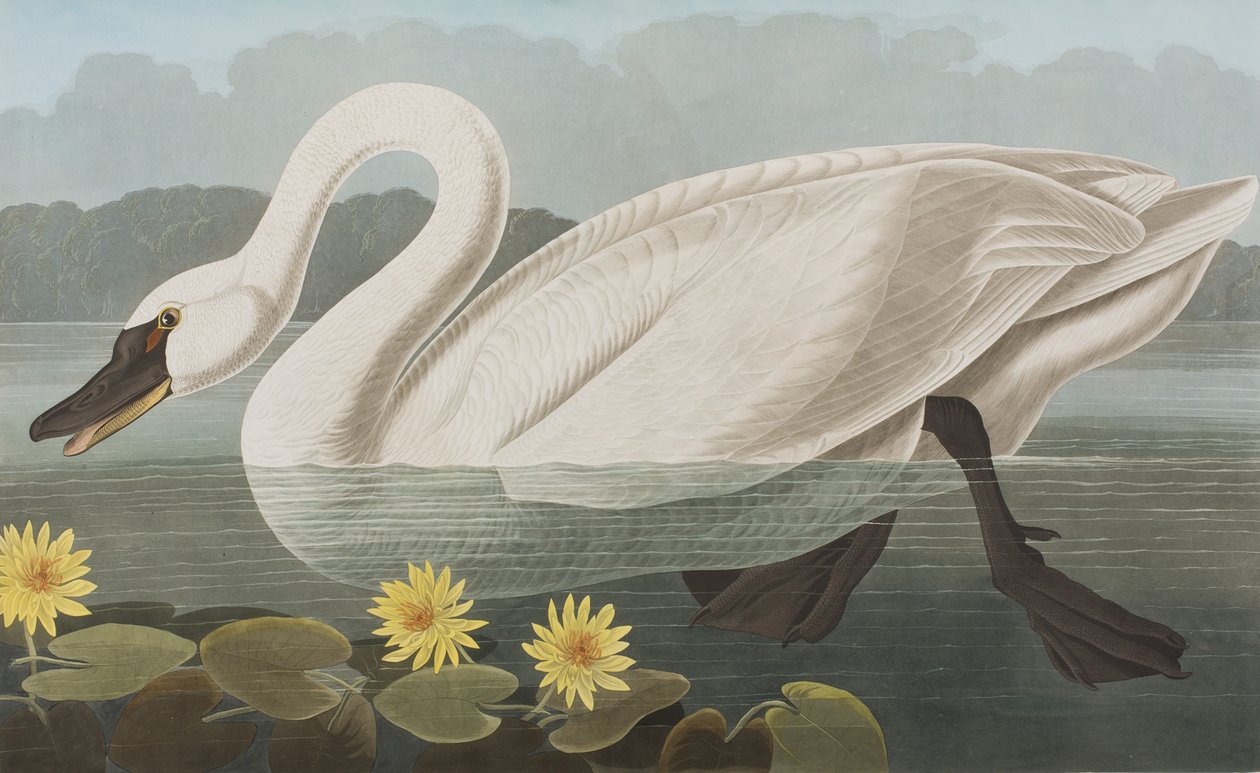 Illustration från "Birds of America" av John James Audubon