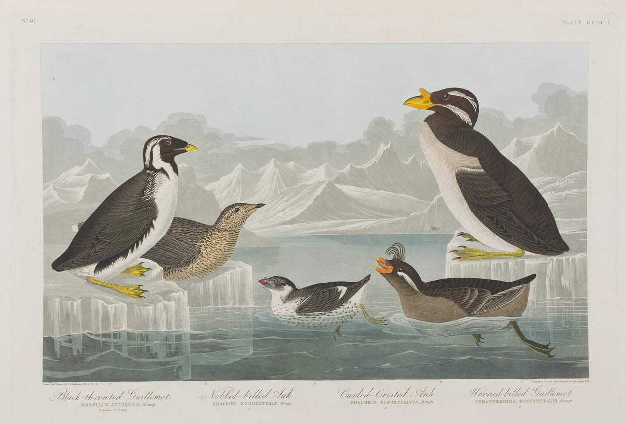 Illustration från "Birds of America" av John James Audubon