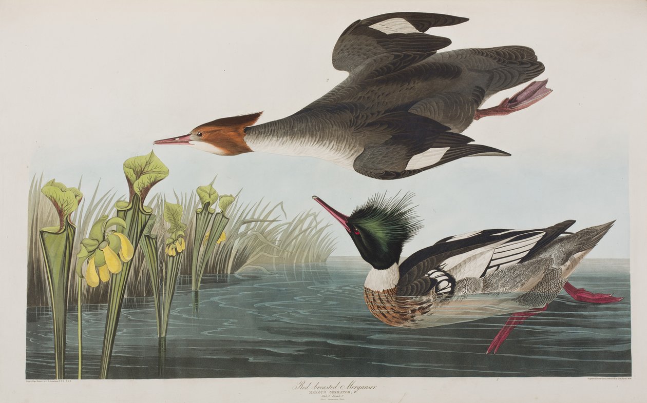 Illustration från "Birds of America" av John James Audubon