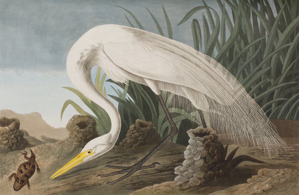 Illustration från "Birds of America" av John James Audubon