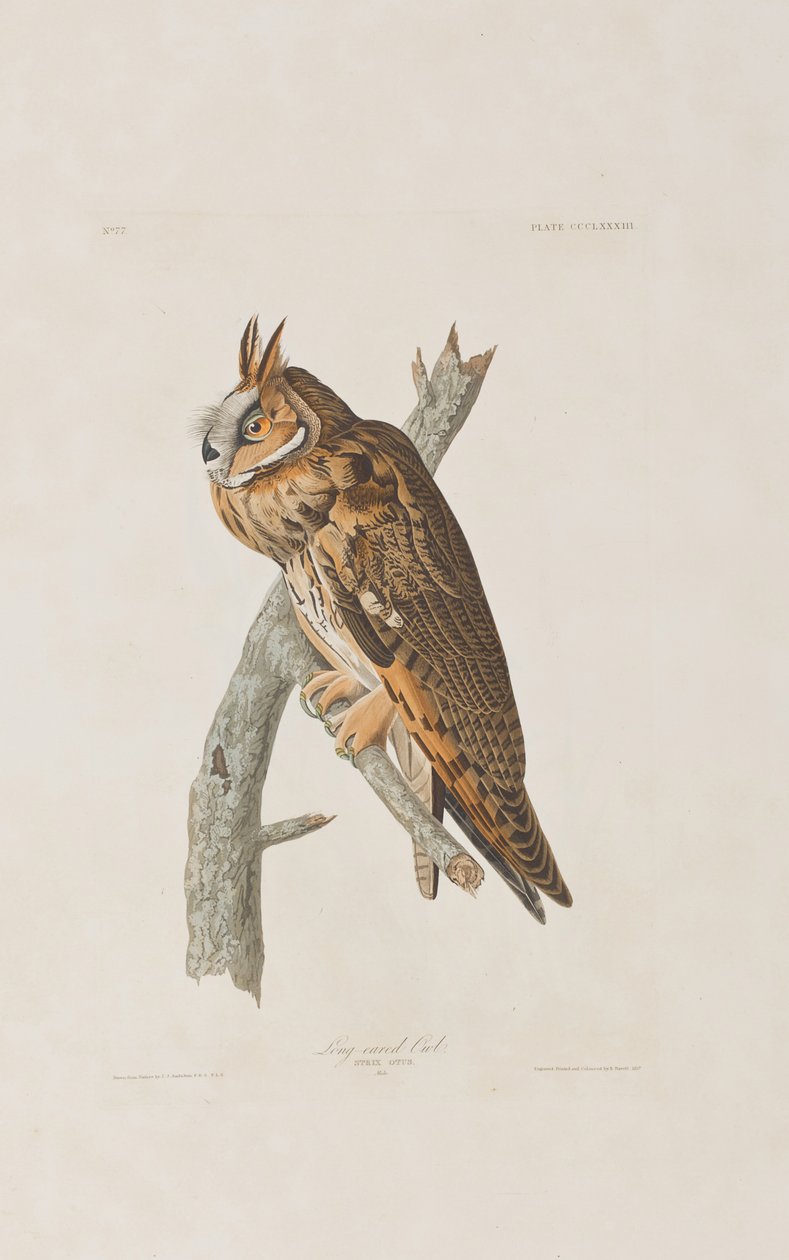 Illustration från "Birds of America" av John James Audubon