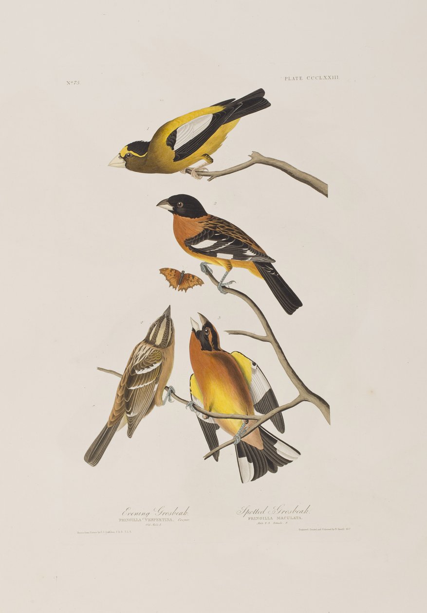 Illustration från "Birds of America" av John James Audubon