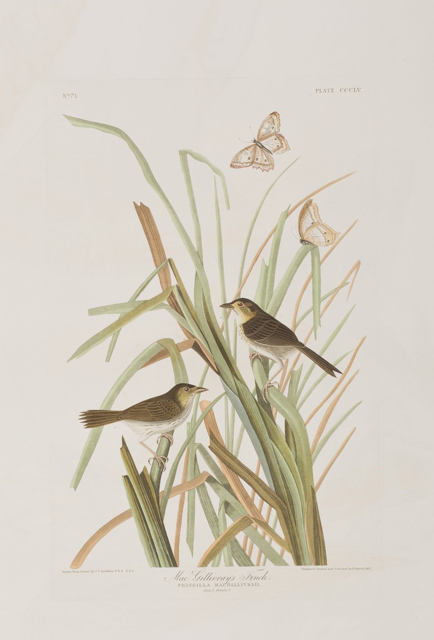 Illustration från "Birds of America" av John James Audubon