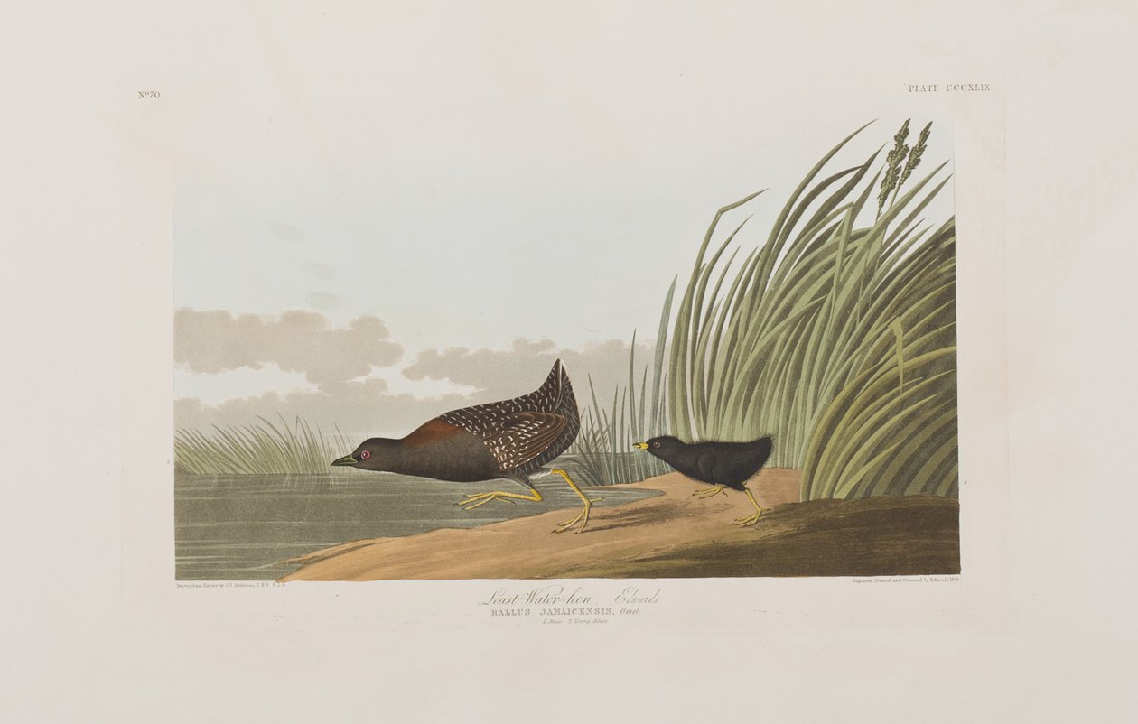 Illustration från "Birds of America" av John James Audubon