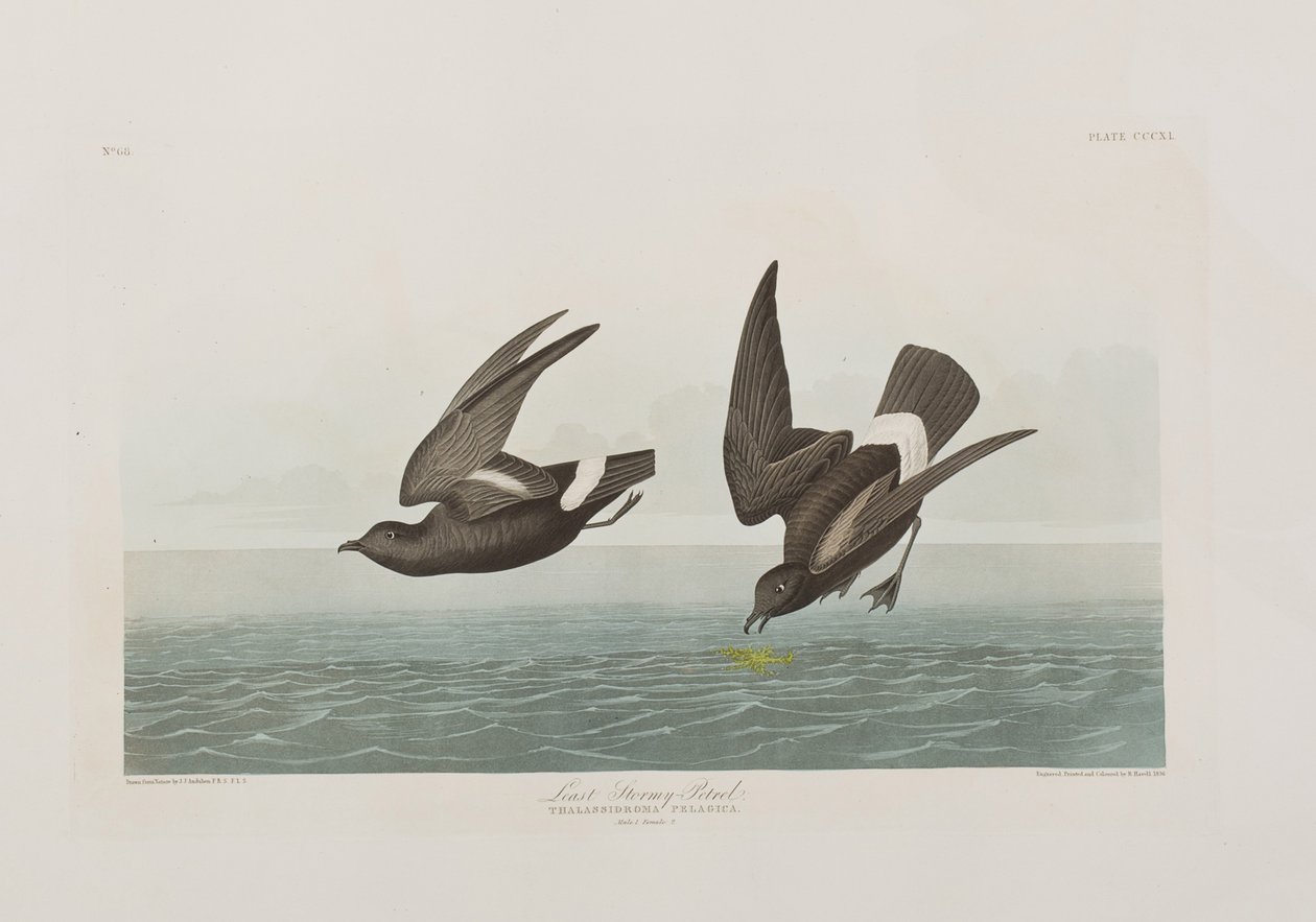 Illustration från "Birds of America" av John James Audubon