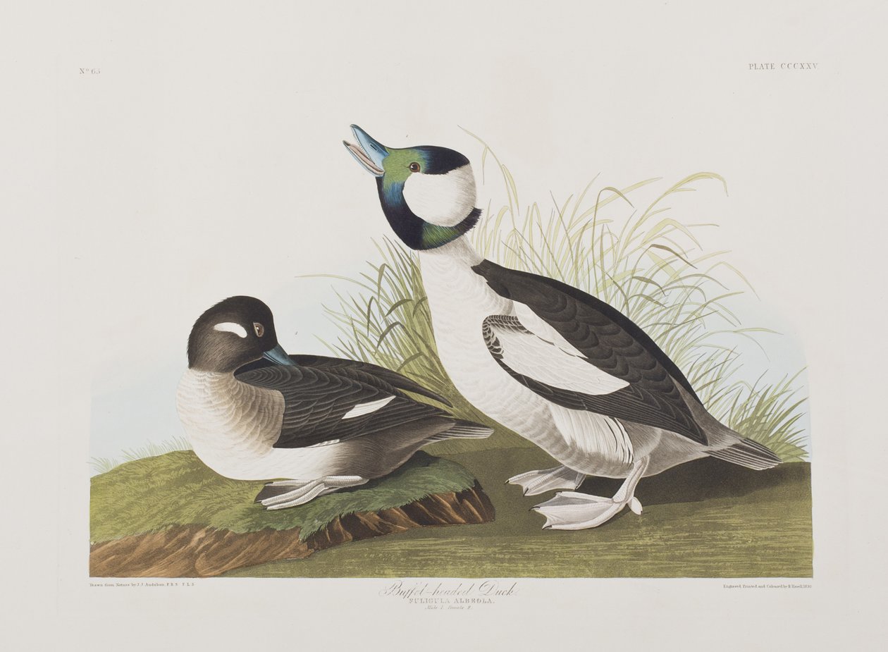 Illustration från "Birds of America" av John James Audubon
