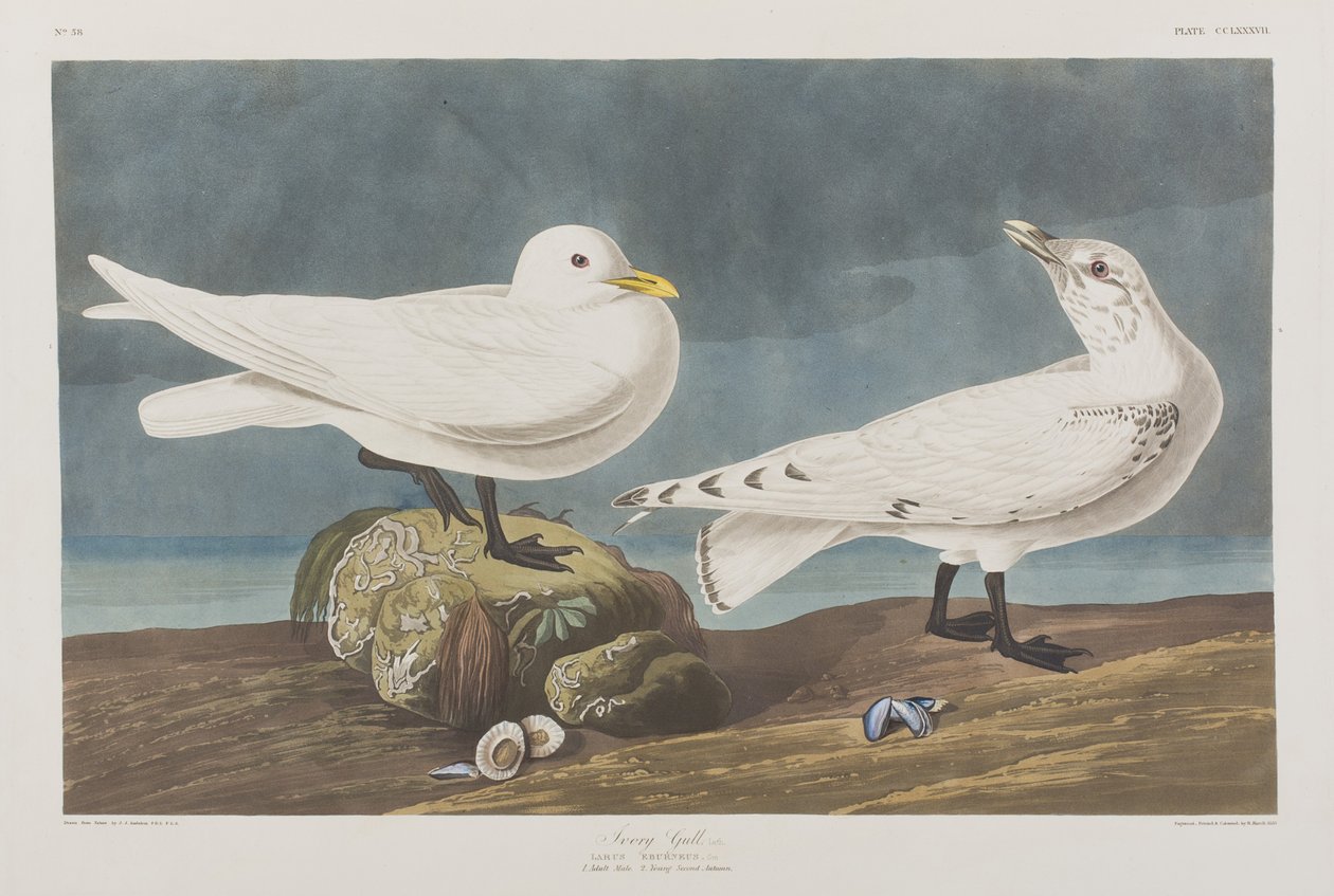 Illustration från "Birds of America" av John James Audubon