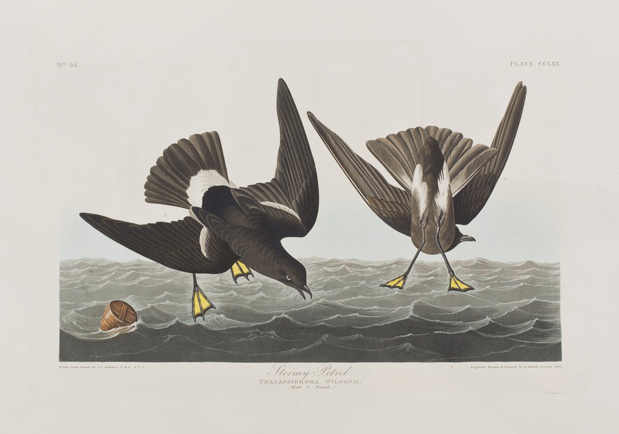Illustration från "Birds of America" av John James Audubon