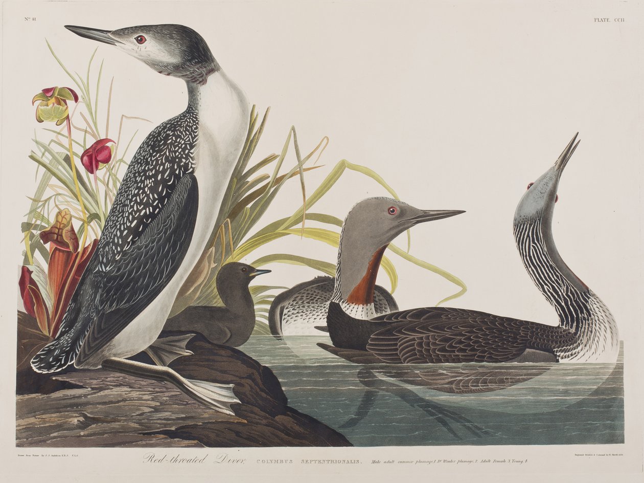 Illustration från "Birds of America" av John James Audubon