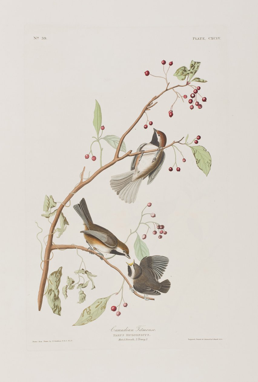 Illustration från "Birds of America" av John James Audubon