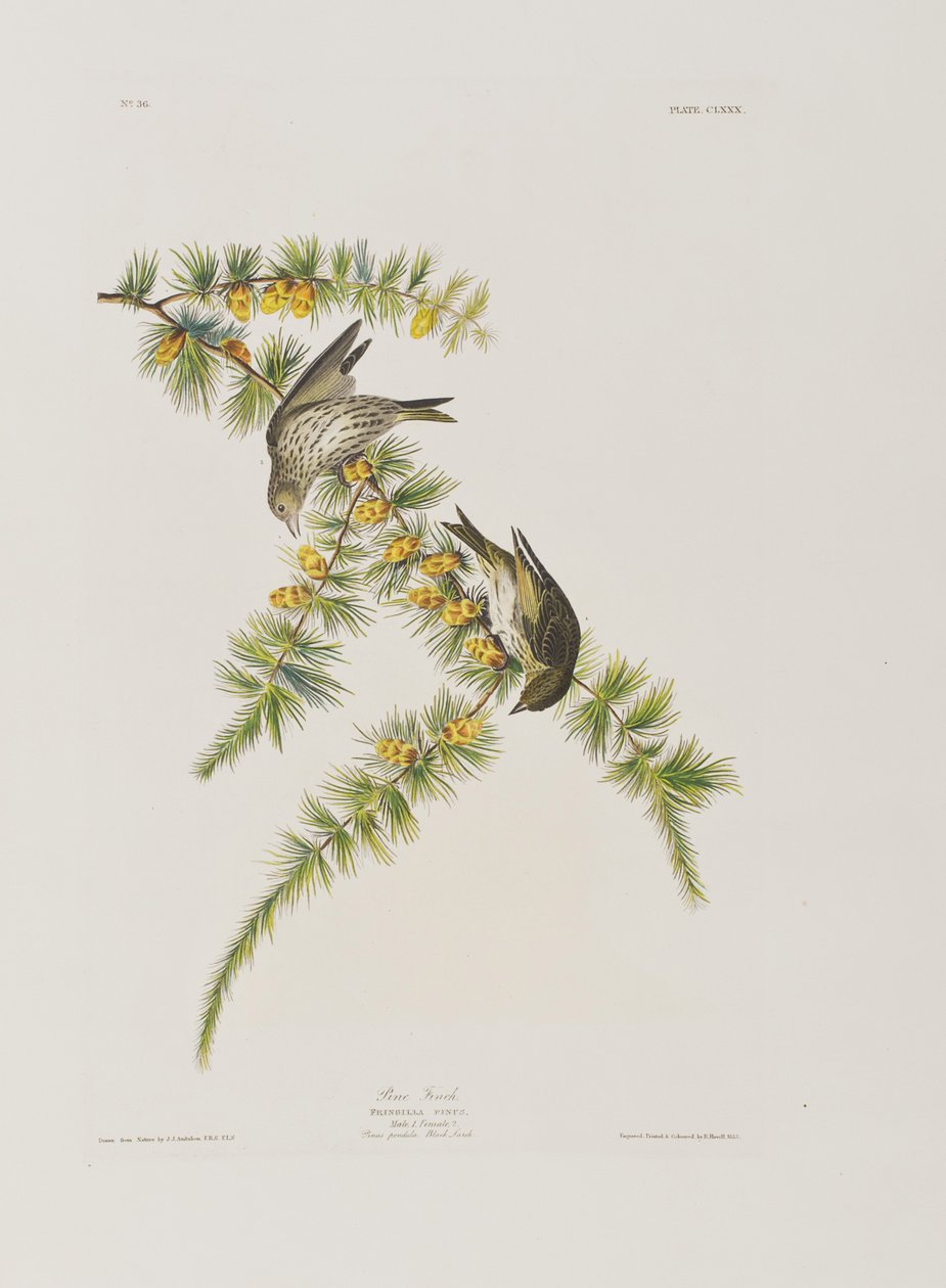 Illustration från "Birds of America" av John James Audubon