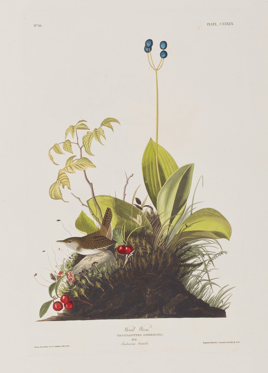 Illustration från "Birds of America" av John James Audubon