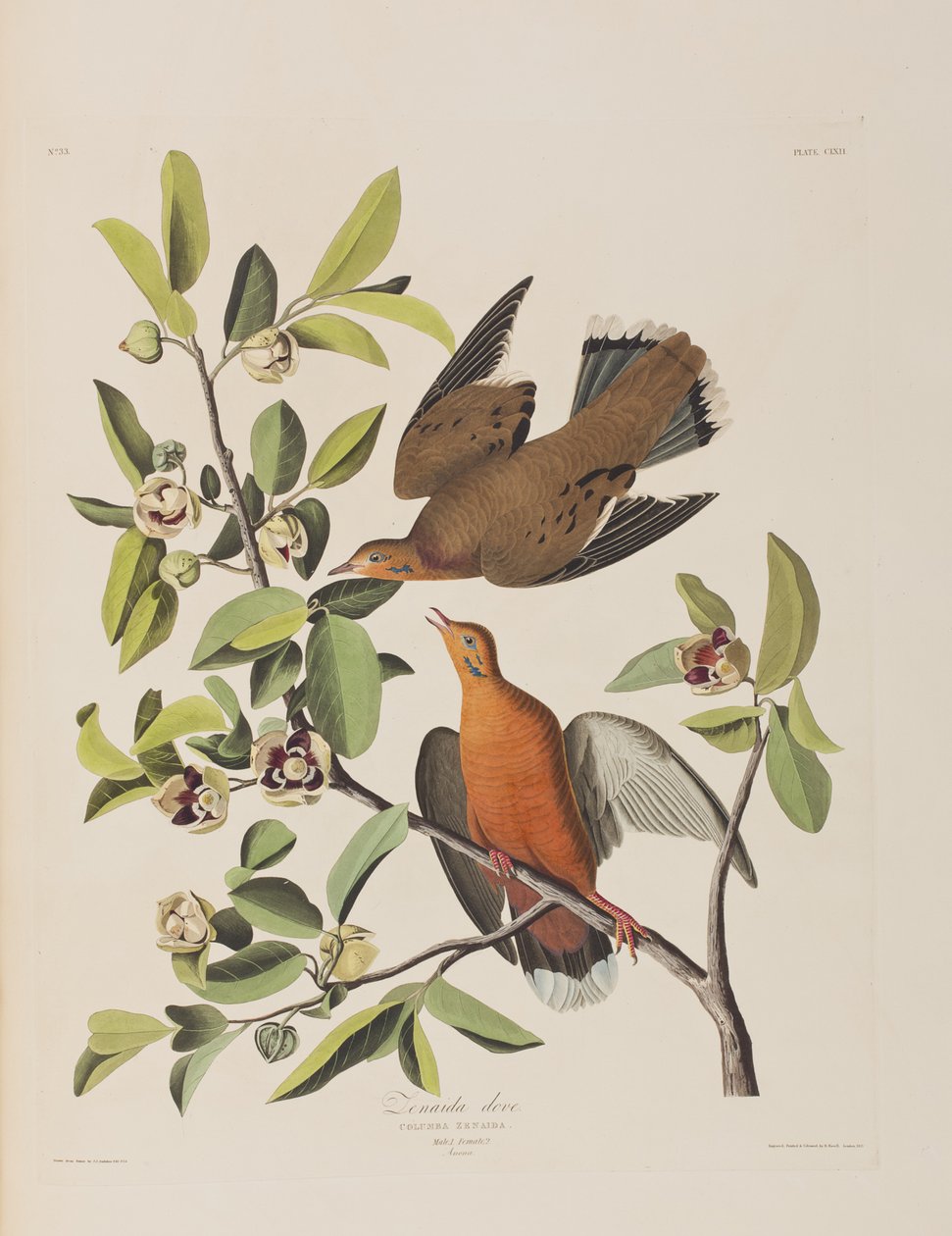 Illustration från "Birds of America" av John James Audubon