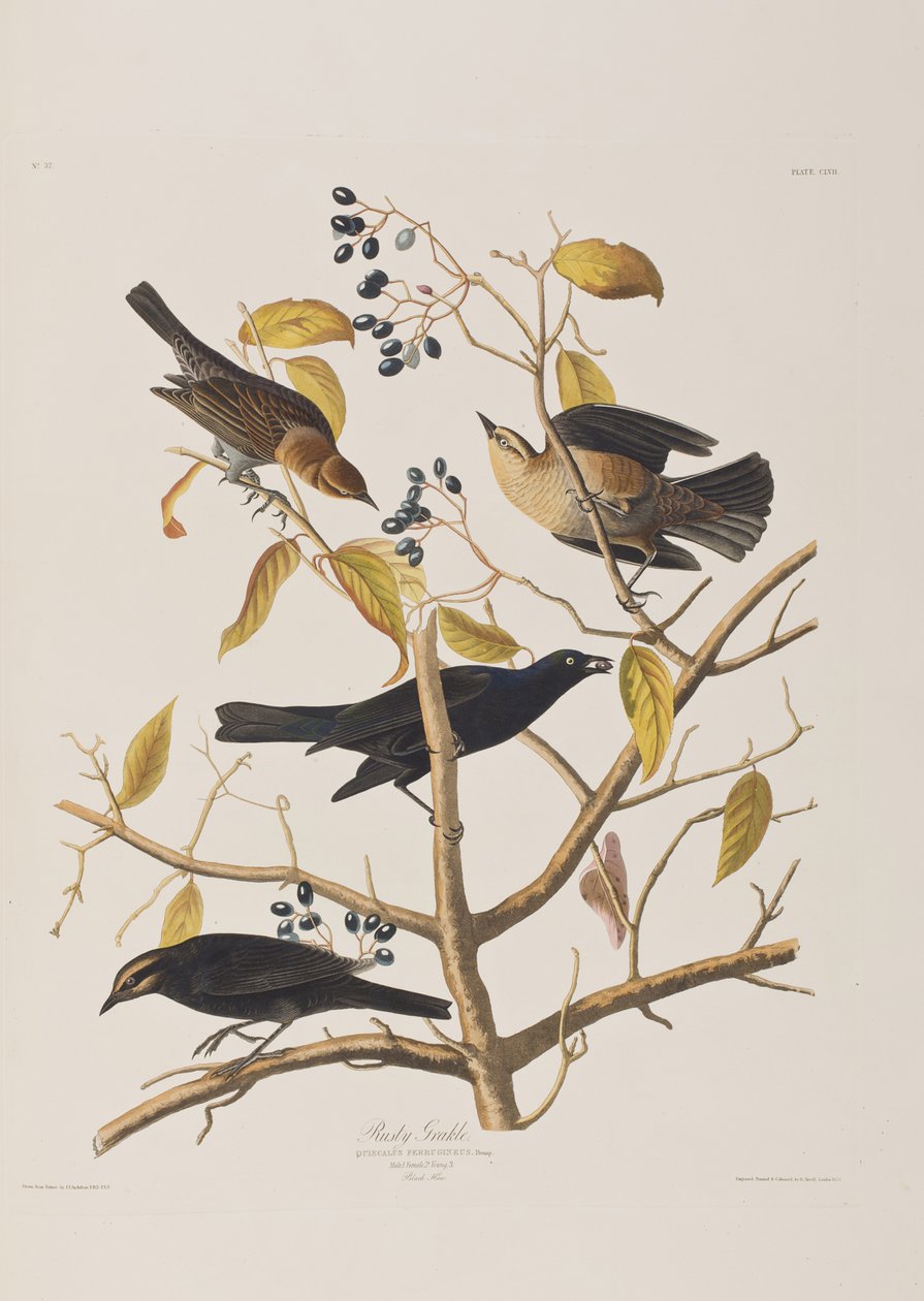 Illustration från "Birds of America" av John James Audubon