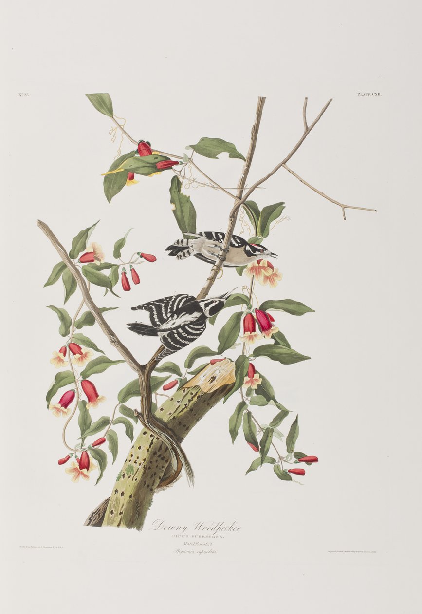 Illustration från "Birds of America" av John James Audubon