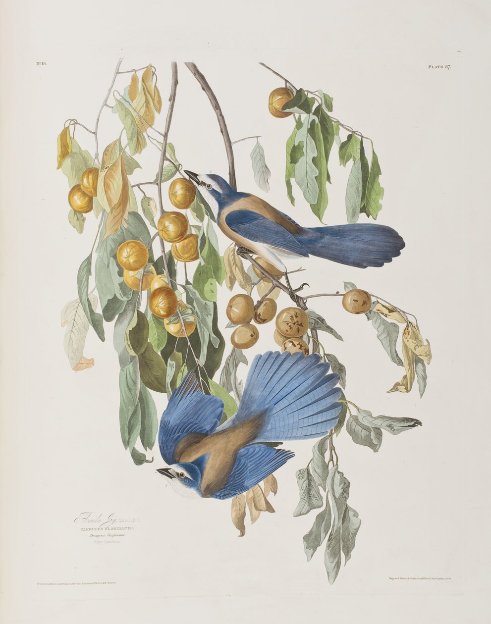 Illustration från "Birds of America" av John James Audubon