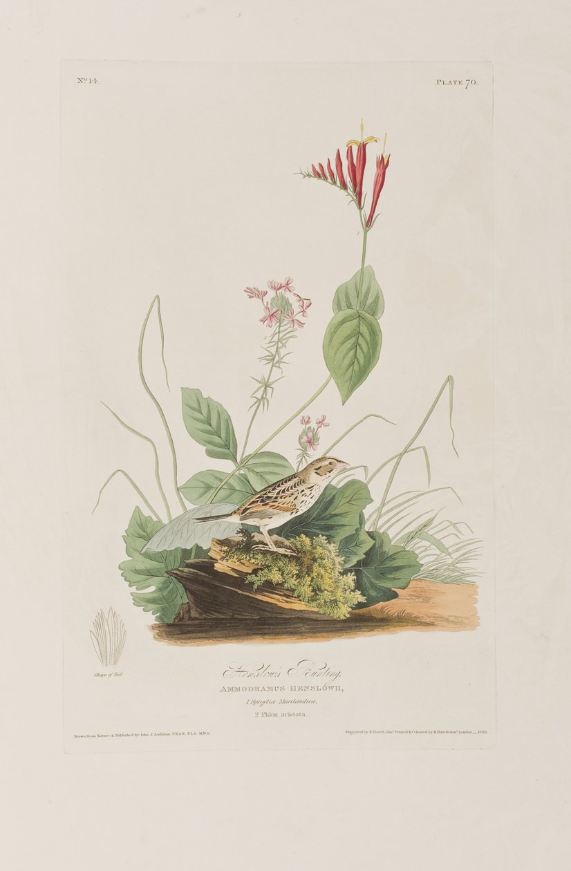 Illustration från "Birds of America" av John James Audubon