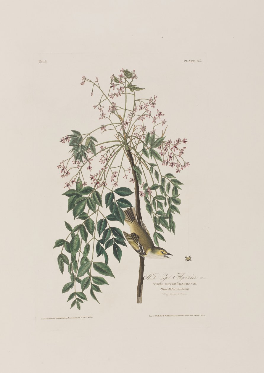 Illustration från "Birds of America" av John James Audubon