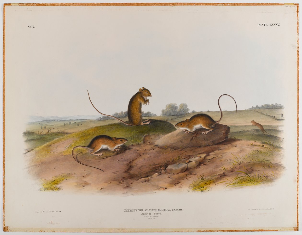 swed av John James Audubon
