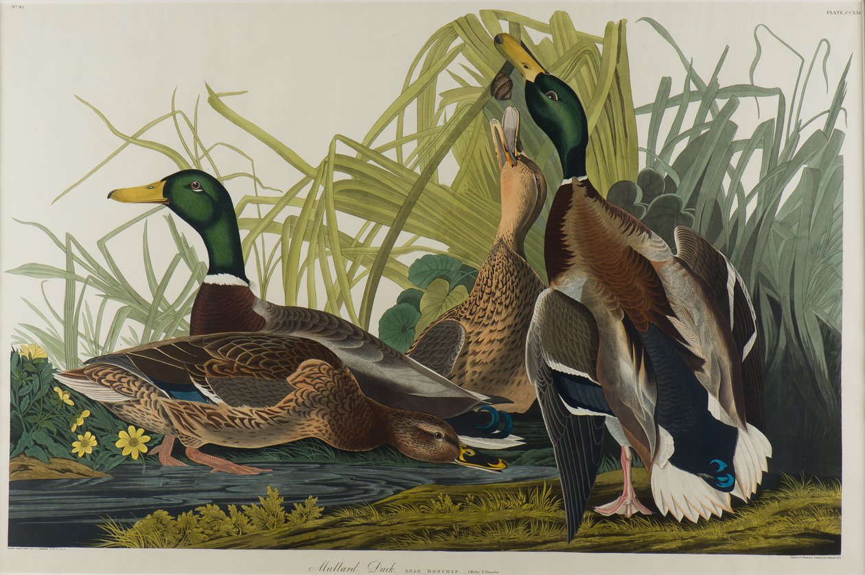 Gräsand, 1834 (wc på papper) av John James Audubon