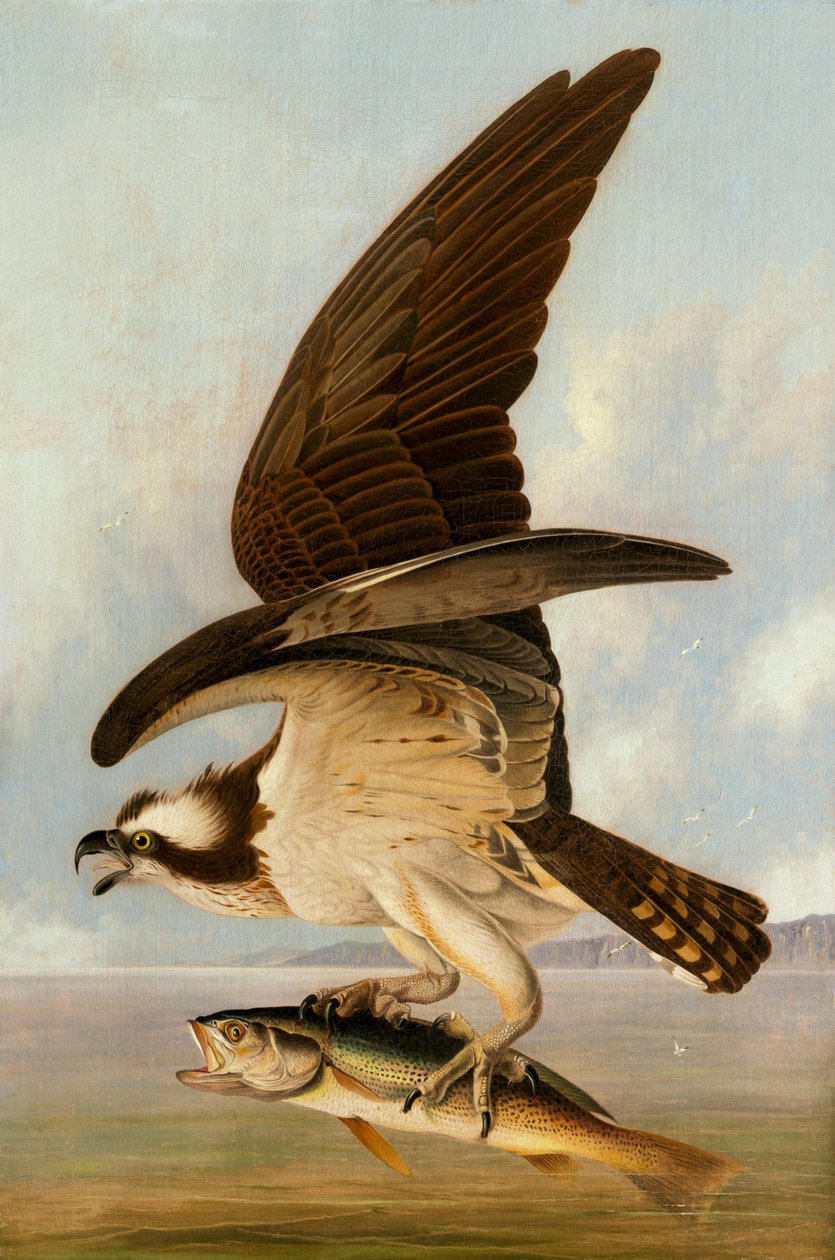 Fiskgjuse och svag fisk, 1829. av John James Audubon