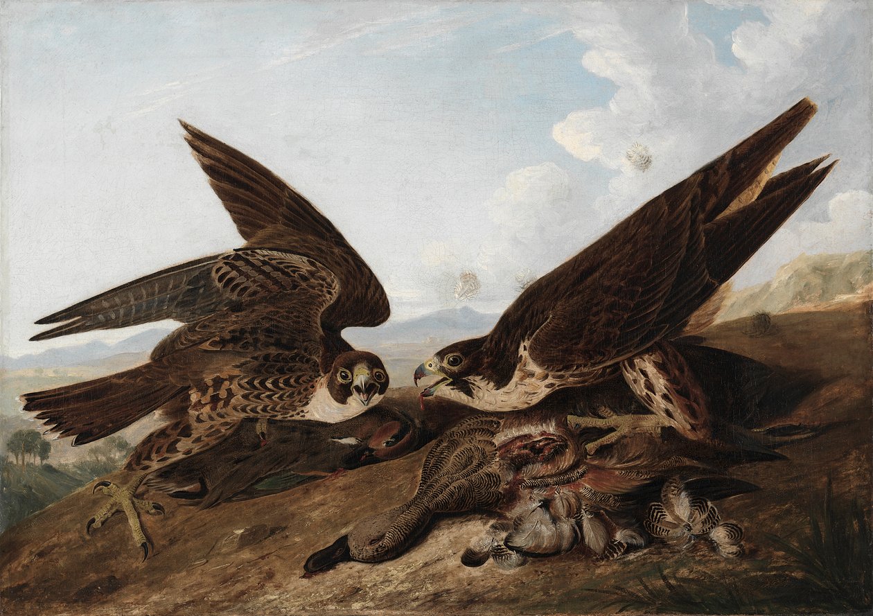 Peregrine Falcons (Duck Hawks) av John James Audubon
