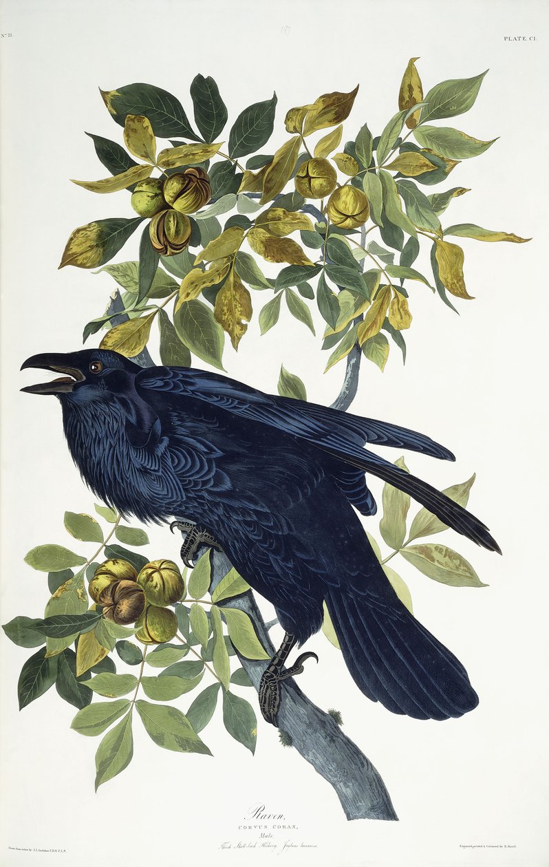 Korp, av John James Audubon