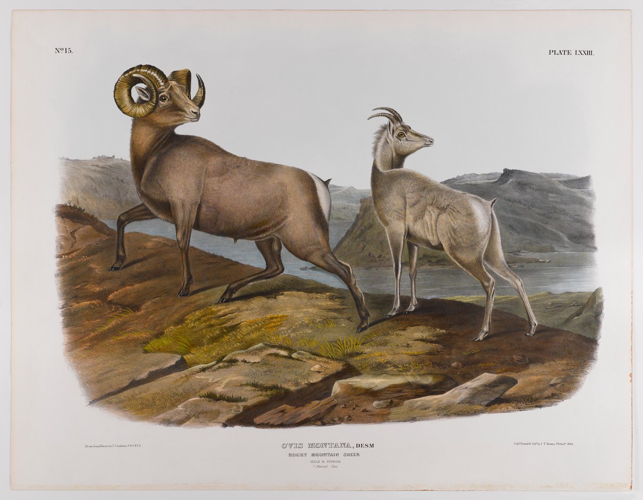 swed av John James Audubon