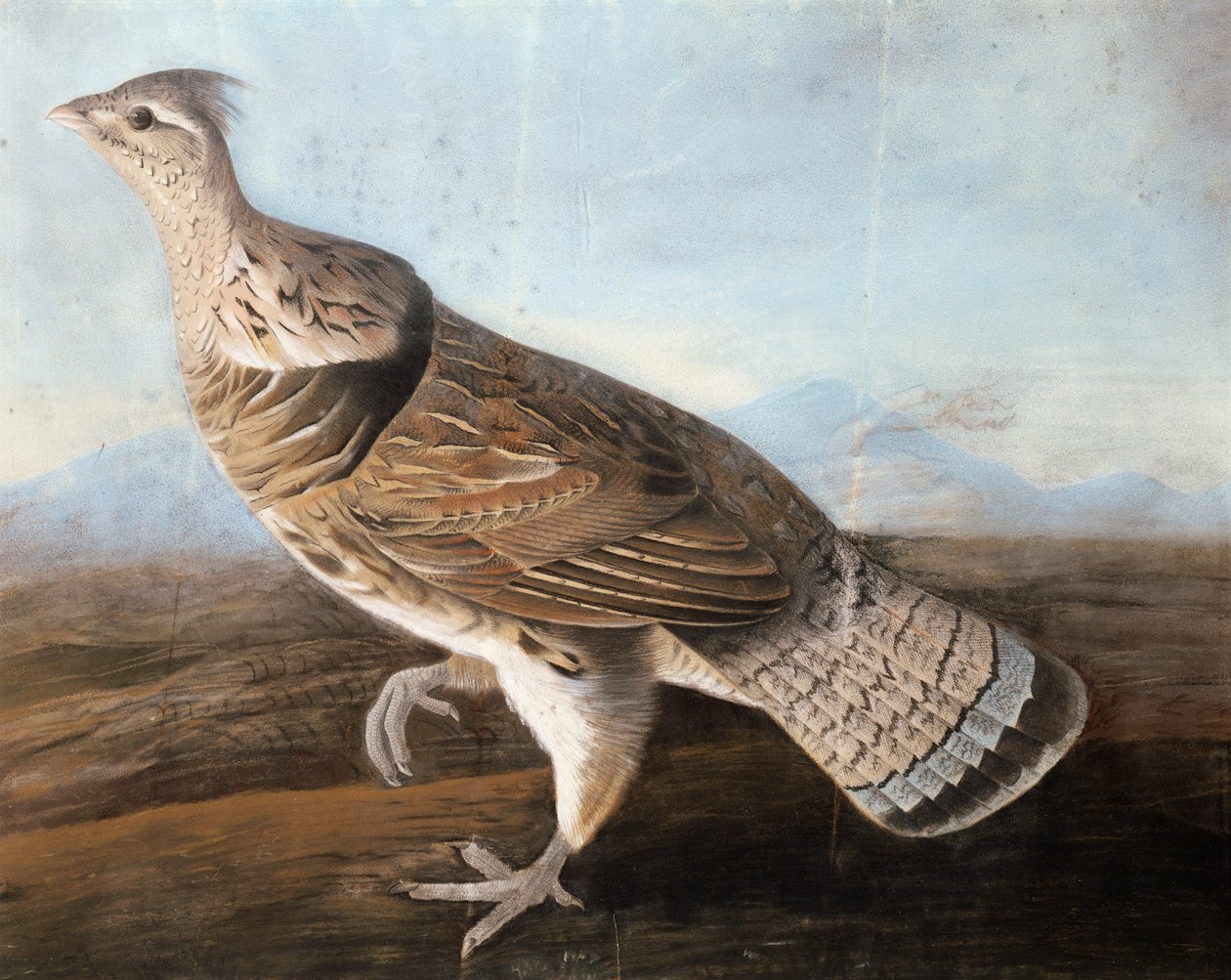 Ruffed Goose, ca 1812 (pastell på papper) av John James Audubon