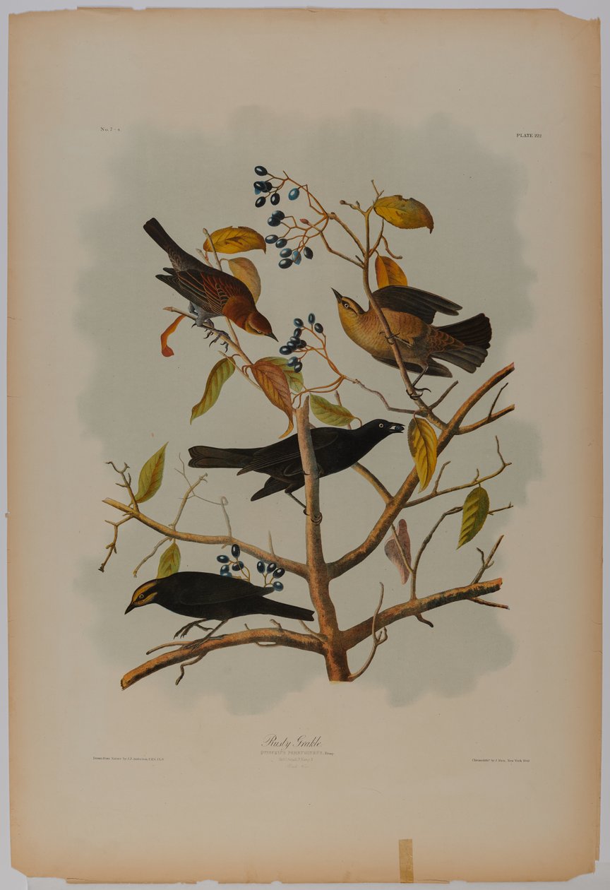 Rostig grackle av John James Audubon