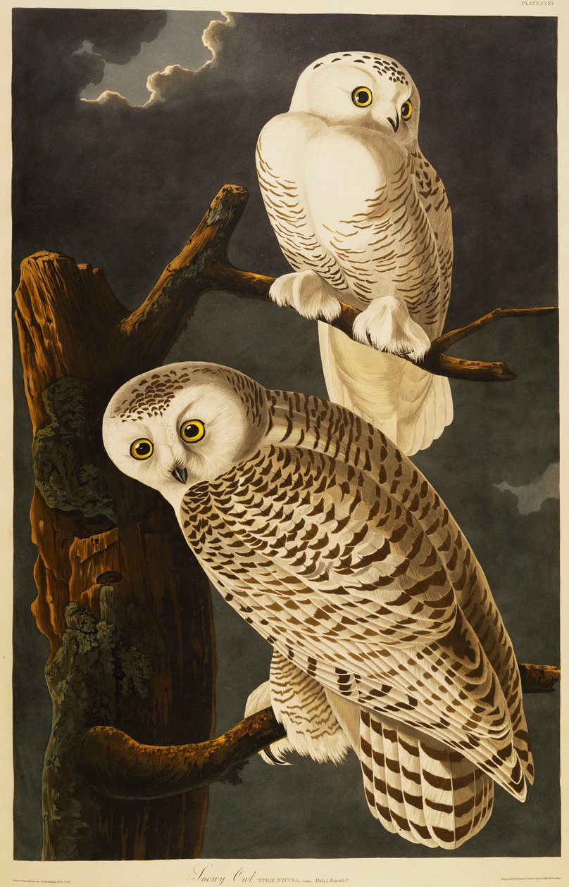 Snöig uggla av John James Audubon