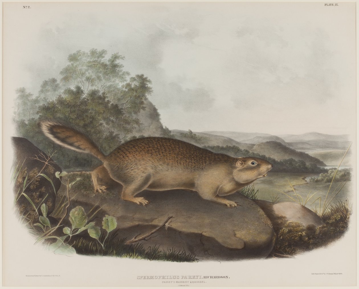 Spermophilus Parry (Parrys murmeldjur) av John James Audubon