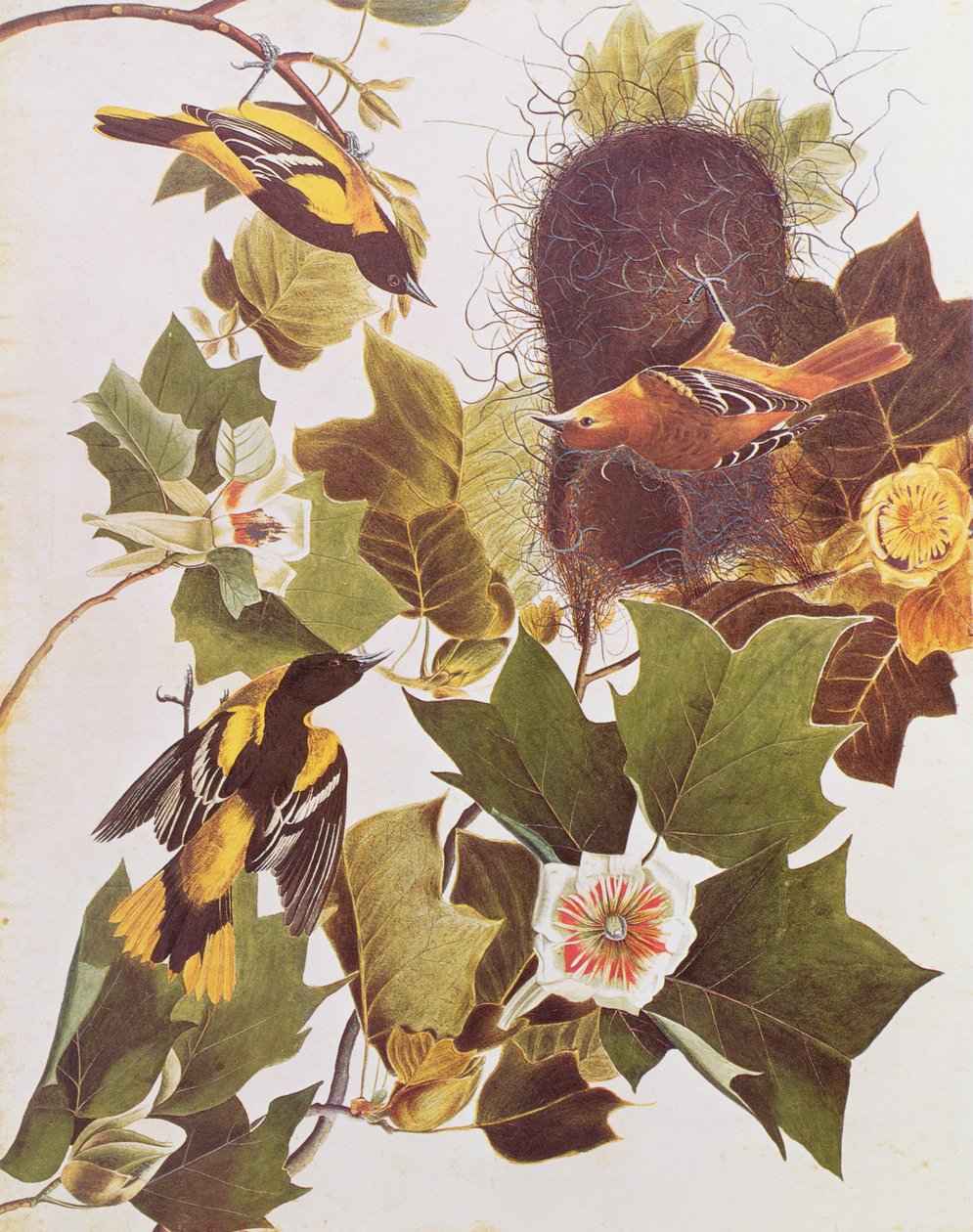 The Oriole, från Birds of America av John James Audubon