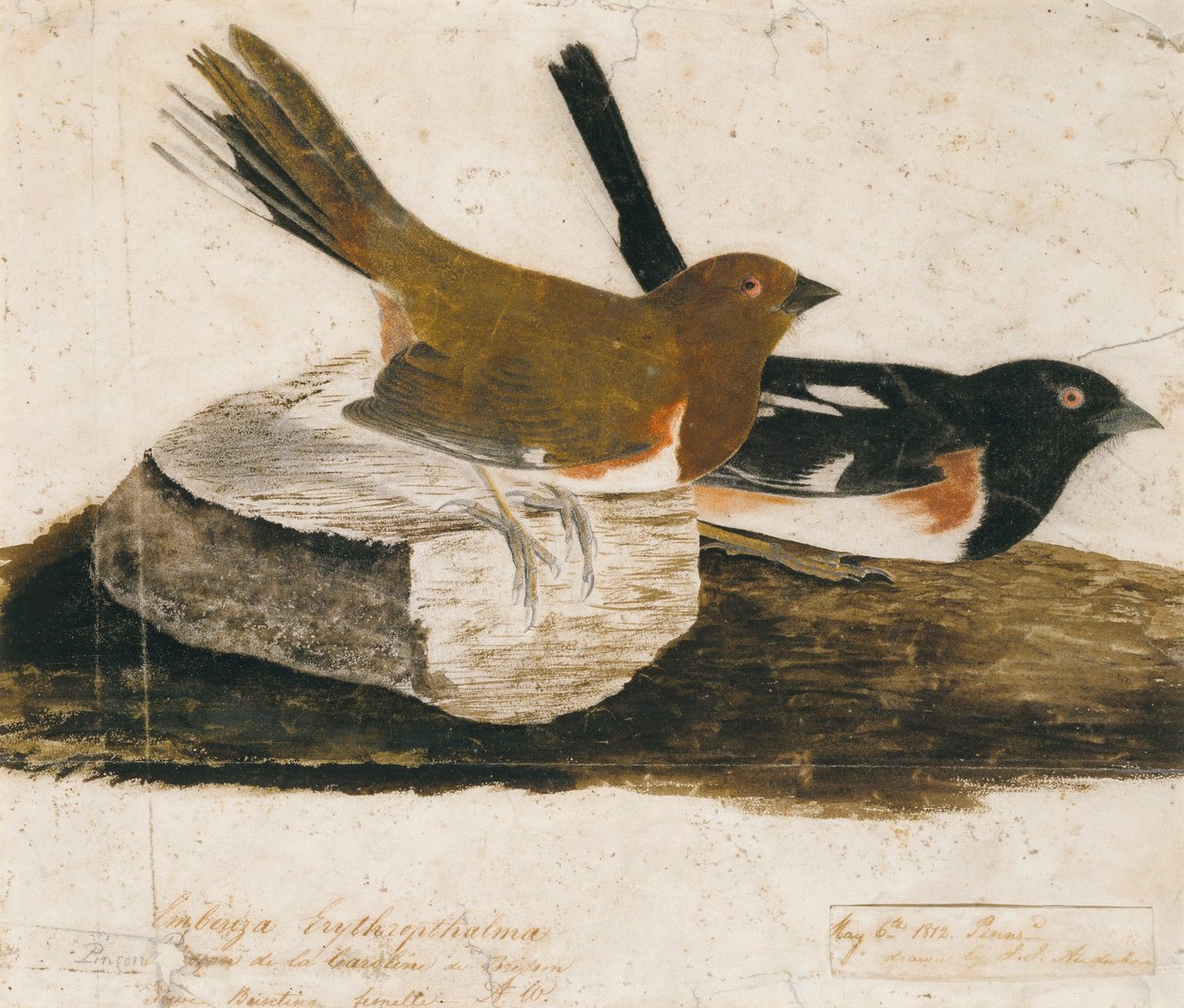 Towhee-varfågel av John James Audubon