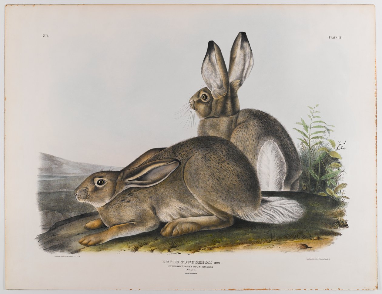 swed av John James Audubon