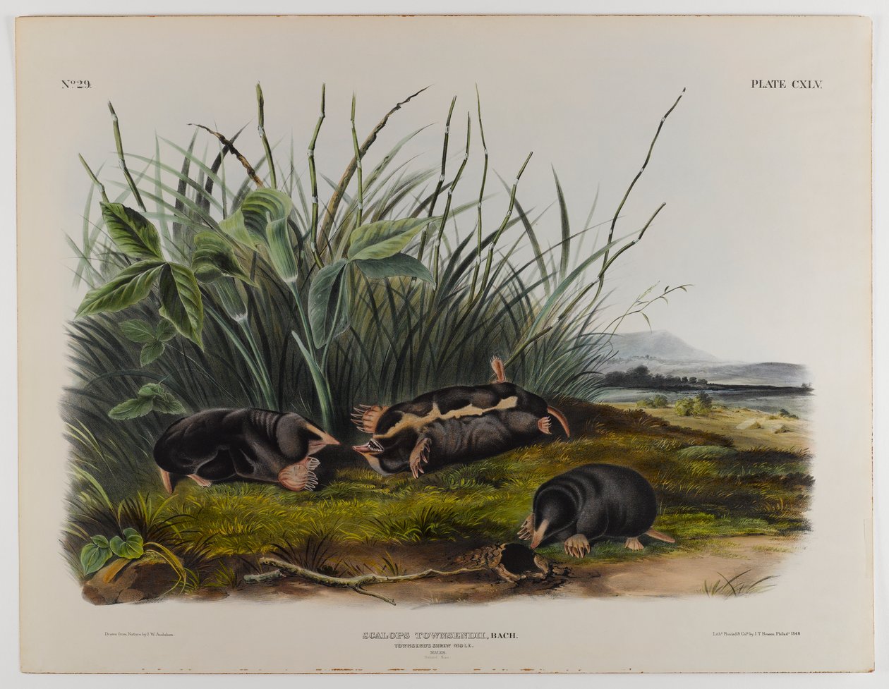 swed av John James Audubon
