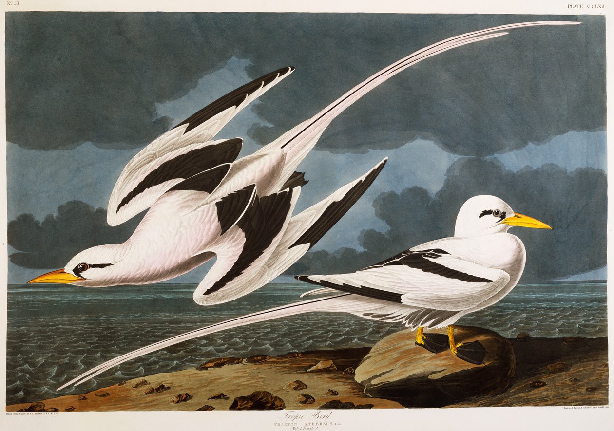 Tropisk fågel av John James Audubon