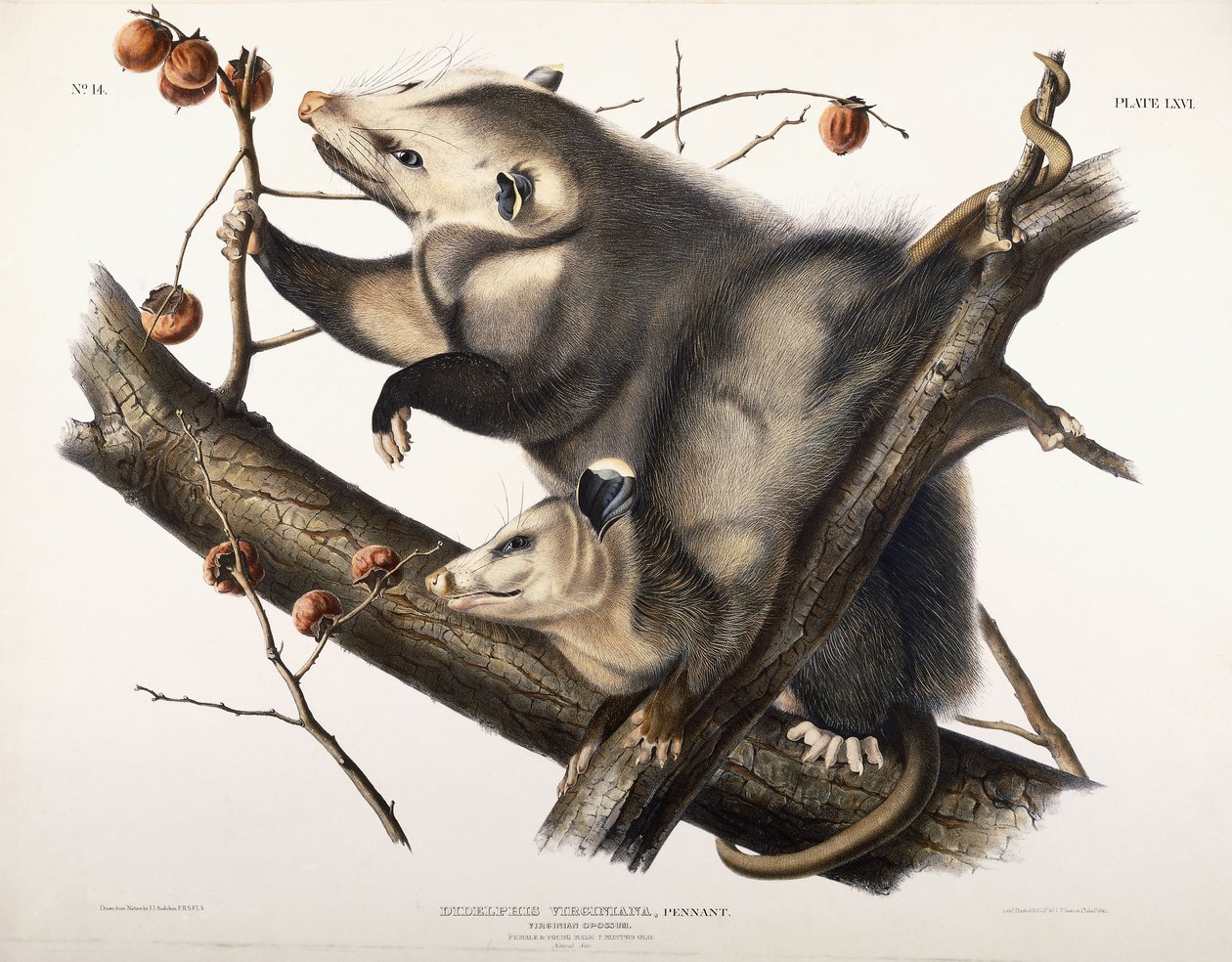 Virginian Opossum, 1845 av John James Audubon
