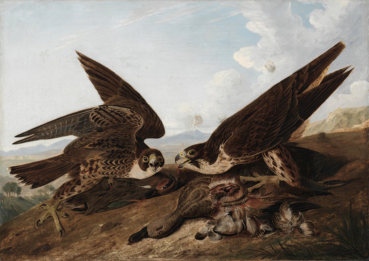 Pilgrimsfalkar (andvråk) av John James Audubon