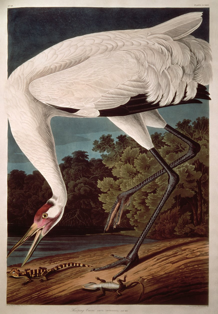 Whooping Crane, från "Birds of America" av John James Audubon